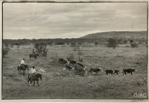 Image of Moving Cattle, Lambshead Ranch