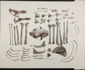 Image of Specimens Portfolio