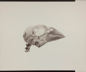 Image of Specimens Portfolio