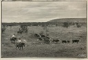 Image of Moving Cattle, Lambshead Ranch