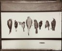 Image of Specimens Portfolio