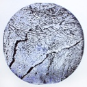 Image of Branches in Snow