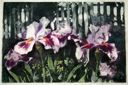 Image of Untitled (irises by picket fence)